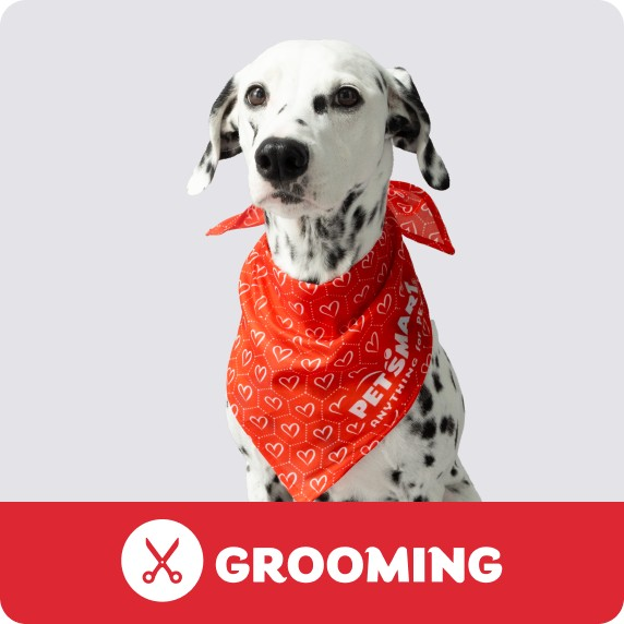 Grooming Salon logo & a dalmation wearing a colorful bandana