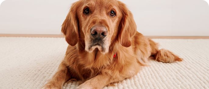 Golden Retriever lying on a rug