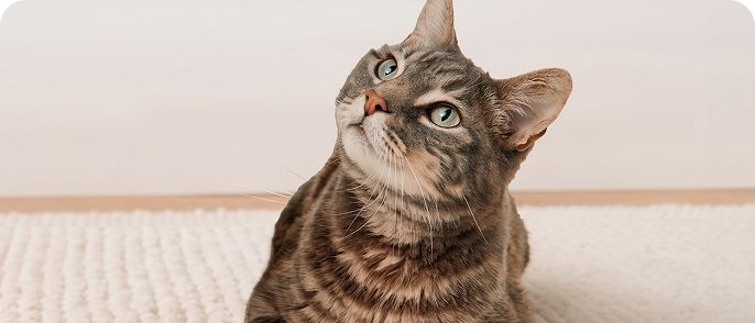Cat lying on a rug