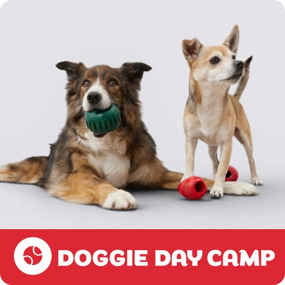 Doggie Day Camp logo, a dog lying down with a green ball & a dog standing with two red KONG toys