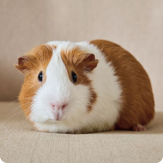 Guinea pig