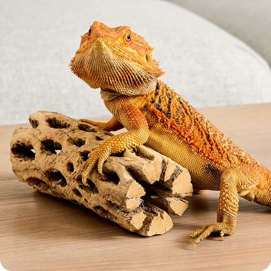 Bearded dragon
