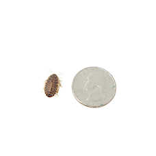 Reptile Food - Live Dubia Roaches Medium - 50 Count