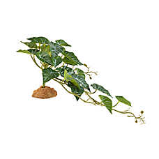 Thrive Ivy Plant - Terrarium Plant Decor
